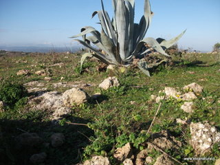 tapiccola-13-01-2013 09-33-11